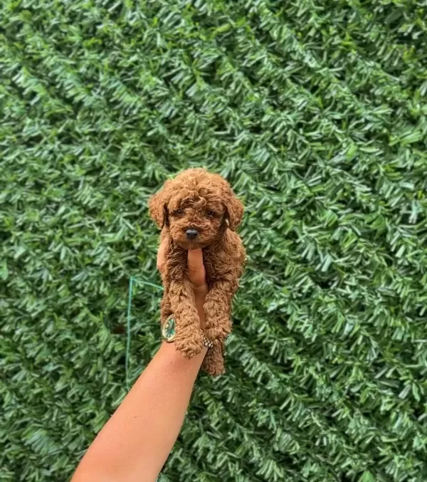 Ruhsatlı Isletmeden Kore Red Mini Poodle Bebekler