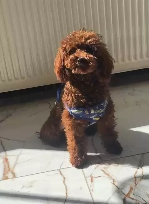 Ruhsatlı Isletmeden Kore Red Mini Poodle Bebekler