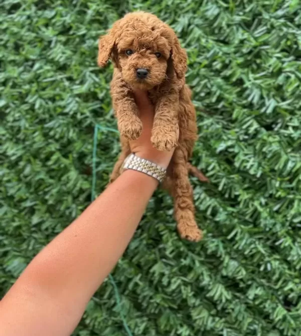 Ruhsatlı Isletmeden Kore Red Mini Poodle Bebekler