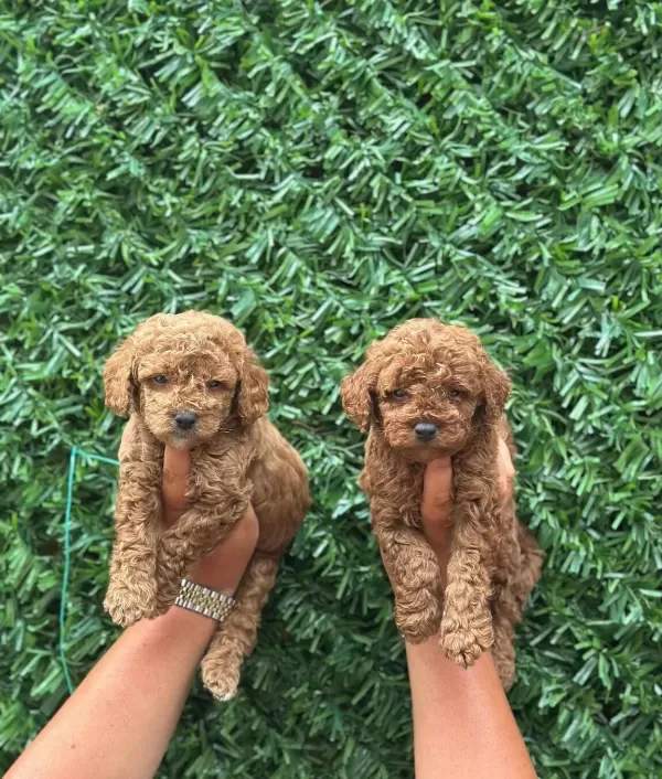 Ruhsatlı Isletmeden Kore Red Mini Poodle Bebekler