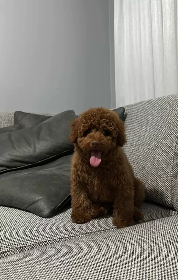 Toy Poodle Yavrularımız Irk Ve Sağlık Testi Garantili