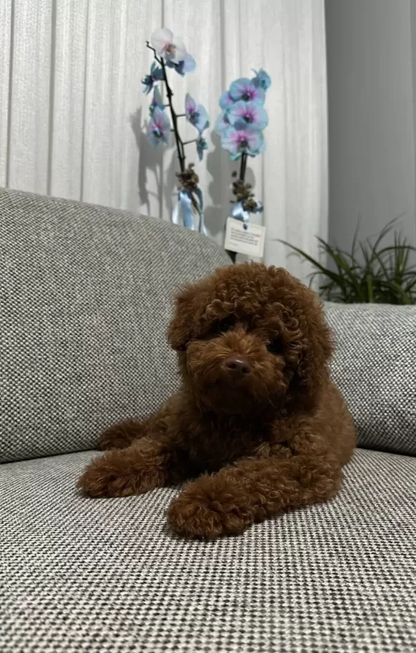 Toy Poodle Yavrularımız Irk Ve Sağlık Testi Garantili