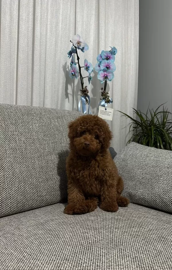 Toy Poodle Yavrularımız Irk Ve Sağlık Testi Garantili