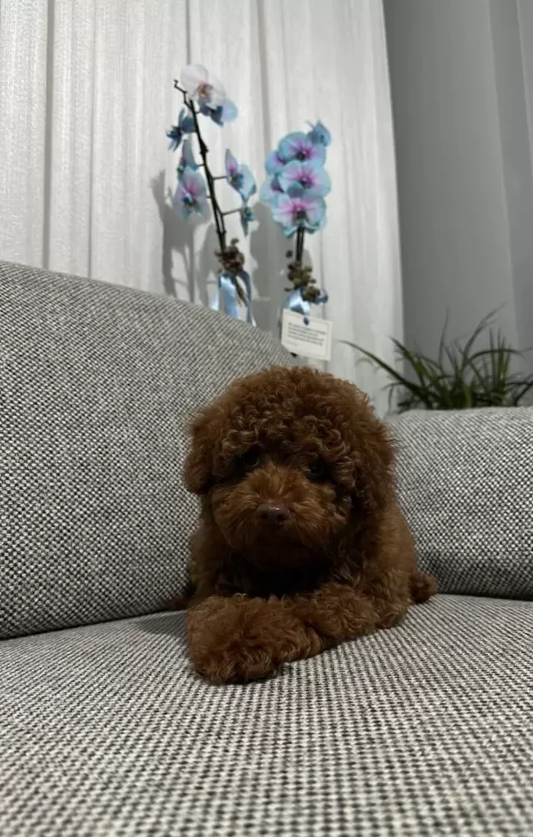 Toy Poodle Yavrularımız Irk Ve Sağlık Testi Garantili