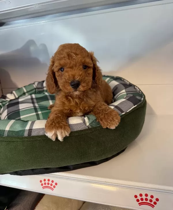 Red Browne Maltipoo Yavrularımız