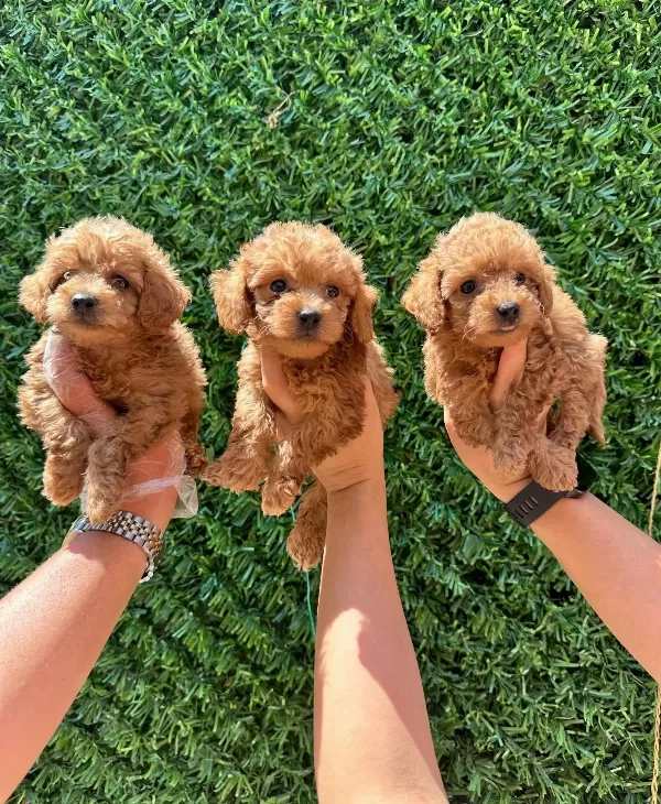 Irk Ve Sağlık Garantili Mini Kore Maltipoo