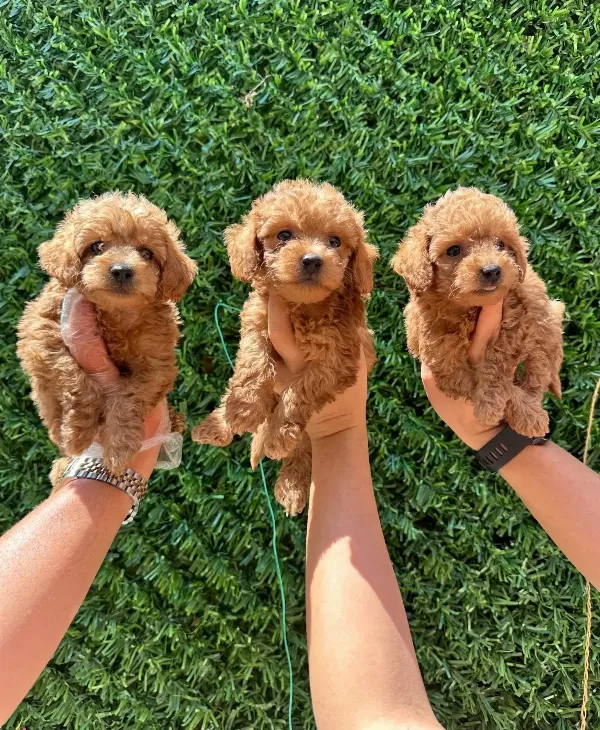 Irk Ve Sağlık Garantili Mini Kore Maltipoo