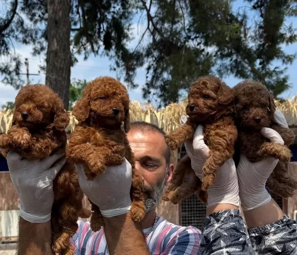 Sevimli Toy Poodle Yavrularımız