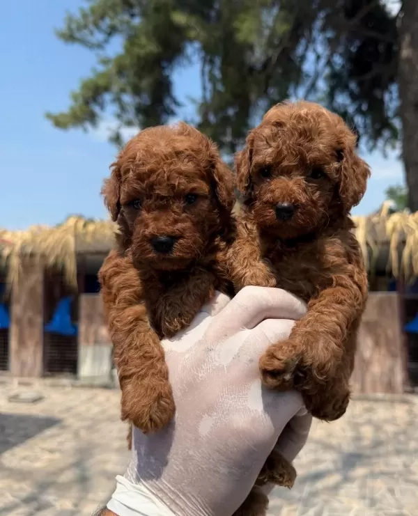 Sevimli Toy Poodle Yavrularımız