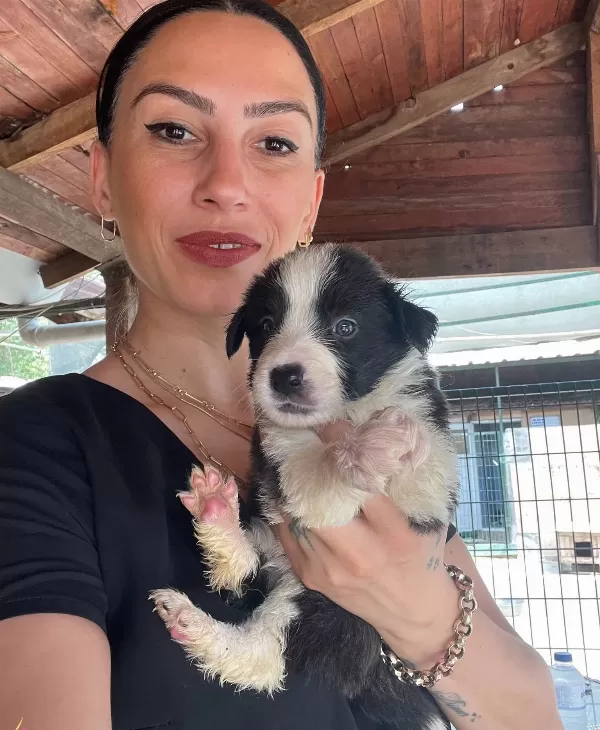 Border Colie Yavrularım Sağlık Ve Irk Garantilidir