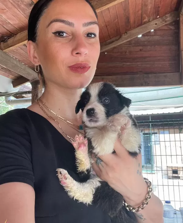 Border Colie Yavrularım Sağlık Ve Irk Garantilidir