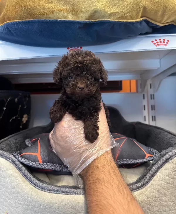 Gerçek Tea Cup En Koyu Renk Toy Poodle Bebeklerimiz