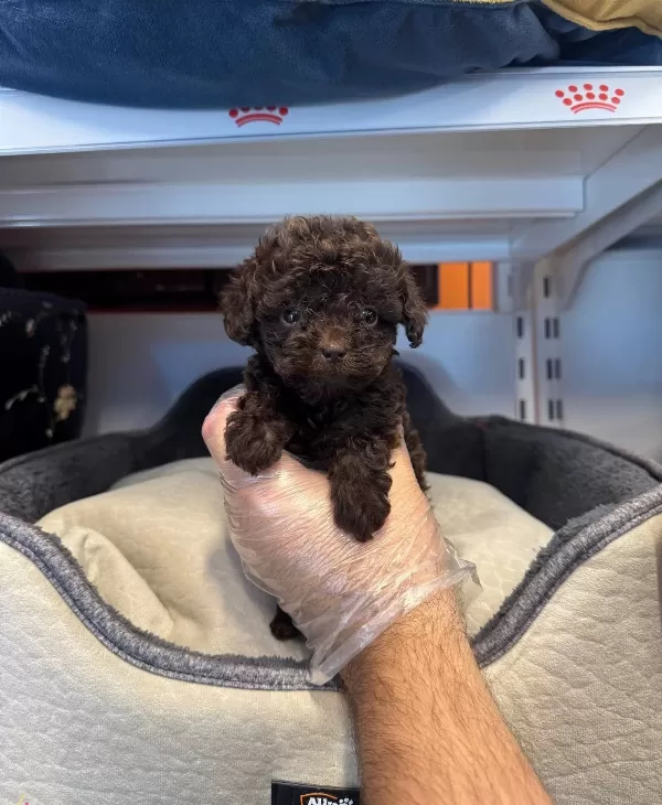 Gerçek Tea Cup En Koyu Renk Toy Poodle Bebeklerimiz