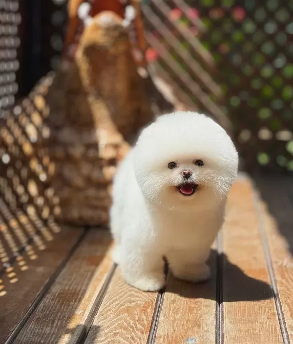Kore Teacup Pomerianan Boo