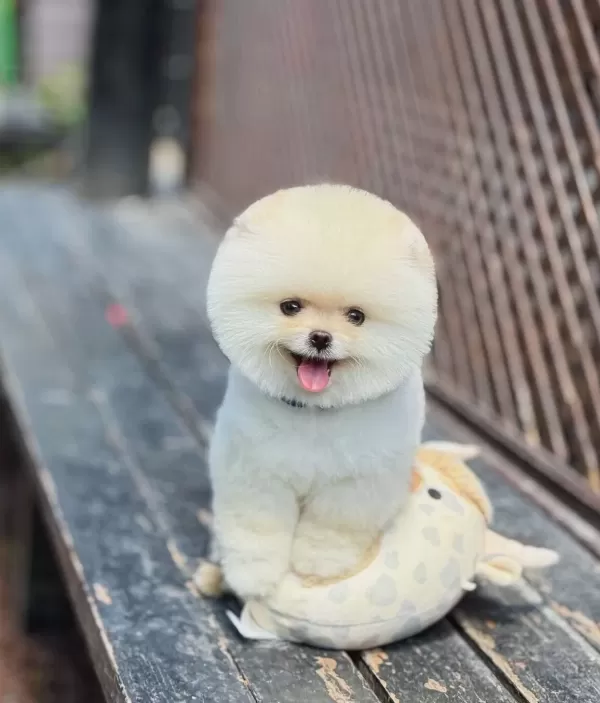 Kore Teacup Pomerianan Boo