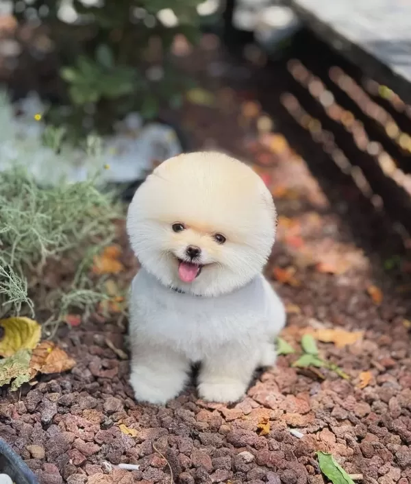 Kore Teacup Pomerianan Boo