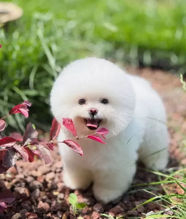 Kore Teacup Pomerianan Boo