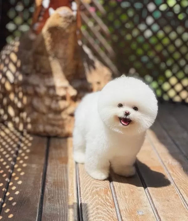 Kore Teacup Pomerianan Boo