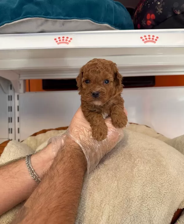 Gerçek Tea Cup Red Toy Poodle Yavruları