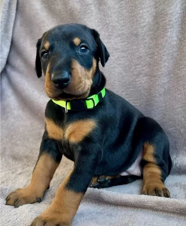 Elit King Doberman Yavruları