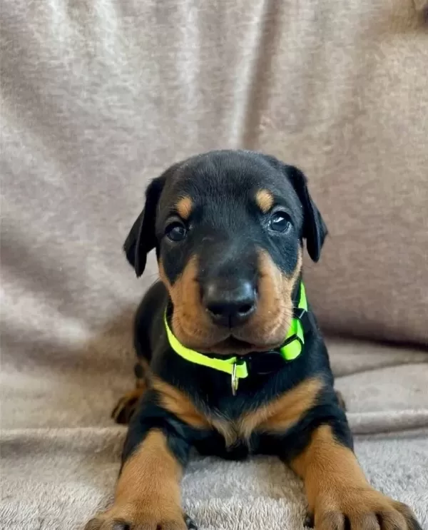 Elit King Doberman Yavruları