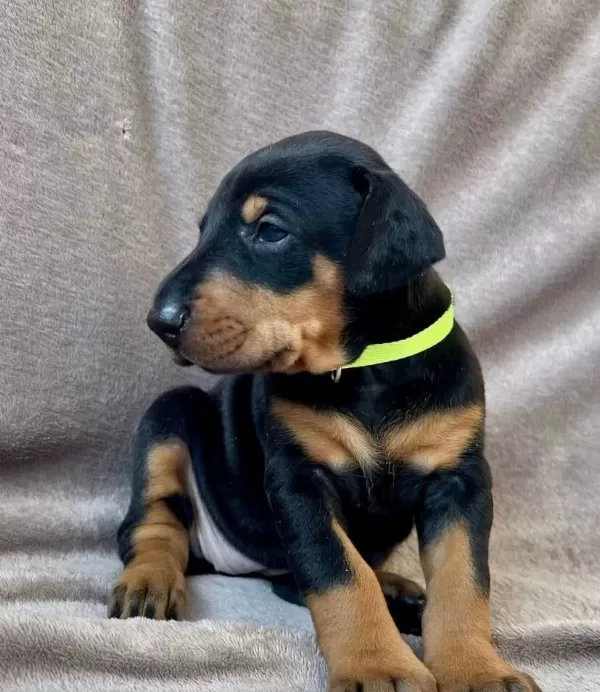 Elit King Doberman Yavruları