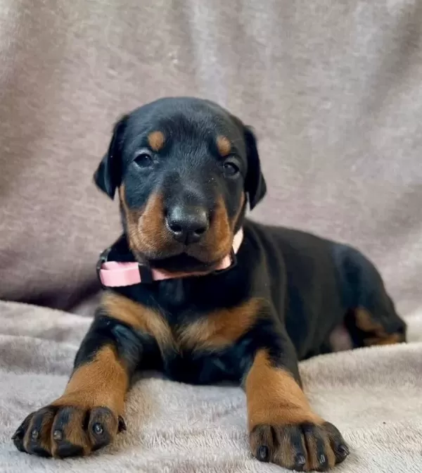 Elit King Doberman Yavruları