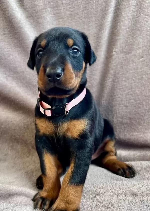 Elit King Doberman Yavruları