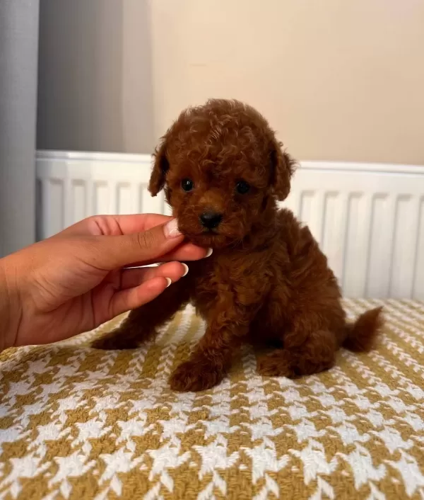 Fenomen Babanın Toypoodle Bebekleri