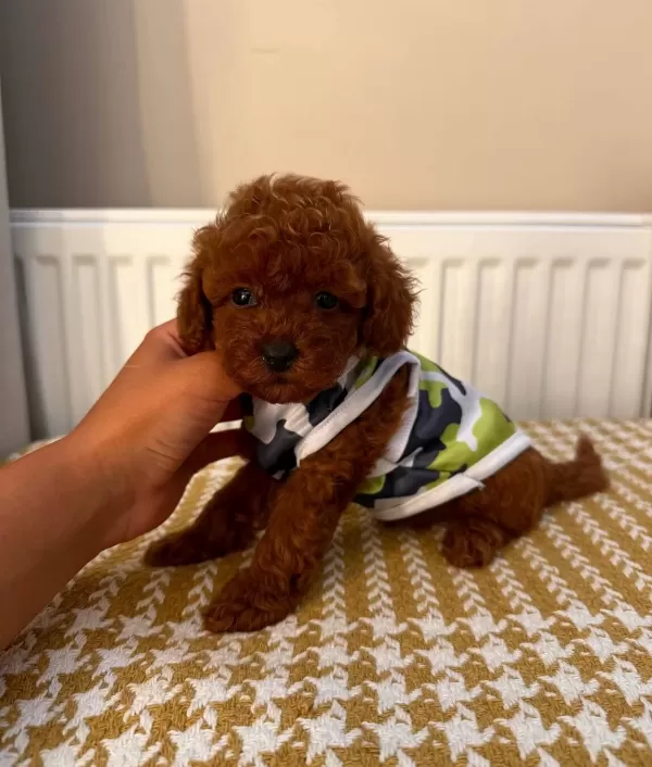 Fenomen Babanın Toypoodle Bebekleri