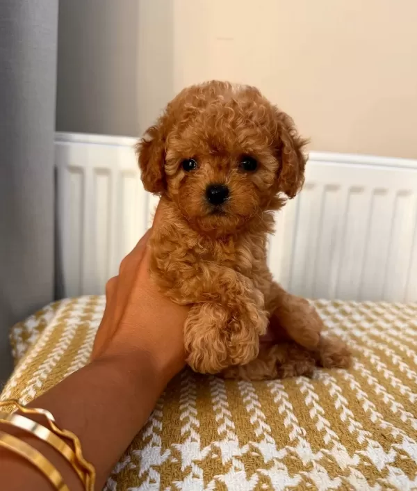Fenomen Babanın Toypoodle Bebekleri