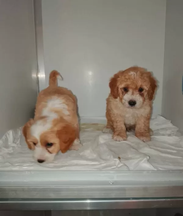 Party Color Maltipoo Bebeklerimiz