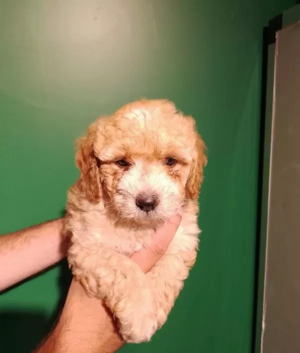 Party Color Maltipoo Bebeklerimiz