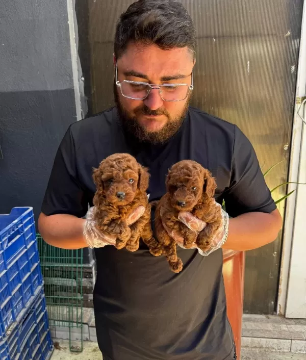 Irk Ve Sağlık Garantili Mini Kore Toy Poodle Bebekler