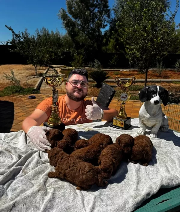 Irk Ve Sağlık Garantili Mini Kore Toy Poodle Bebekler