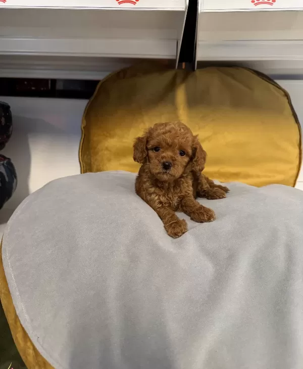 Kore Tea Cup Toy Poodle Yavrularımız