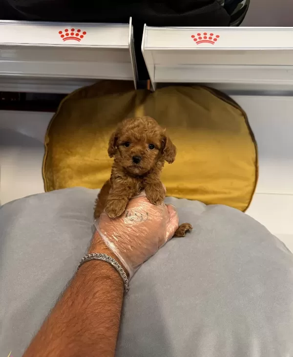 Kore Tea Cup Toy Poodle Yavrularımız