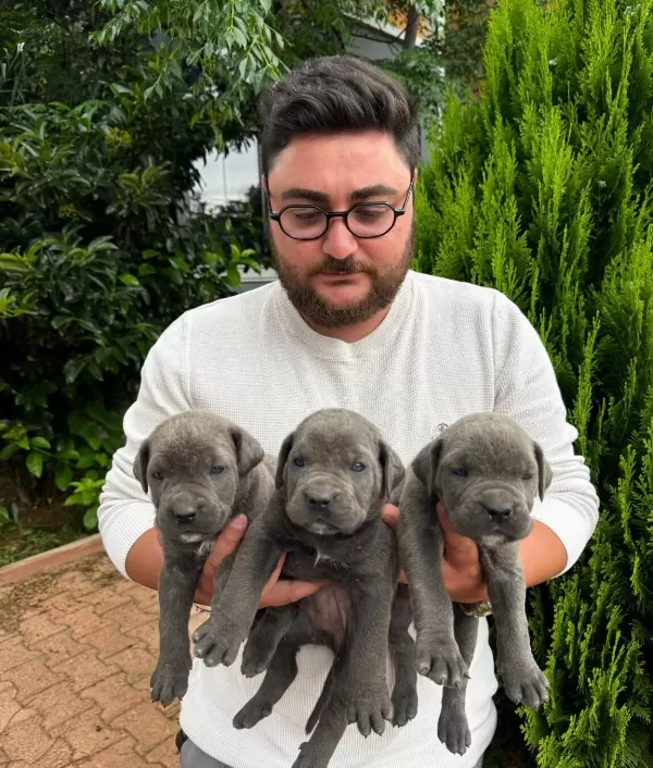 Iri Anne Babadan Dev Cane Corso Bebekler