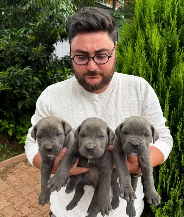 Iri Anne Babadan Dev Cane Corso Bebekler