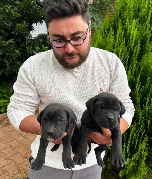 Iri Anne Babadan Dev Cane Corso Bebekler