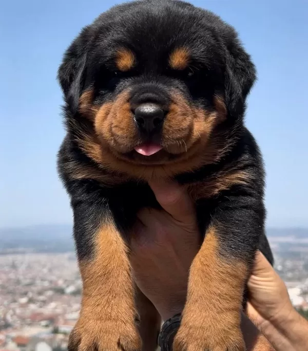 Anatomi Harikası Ust Kalite Rottweiler Yavrular