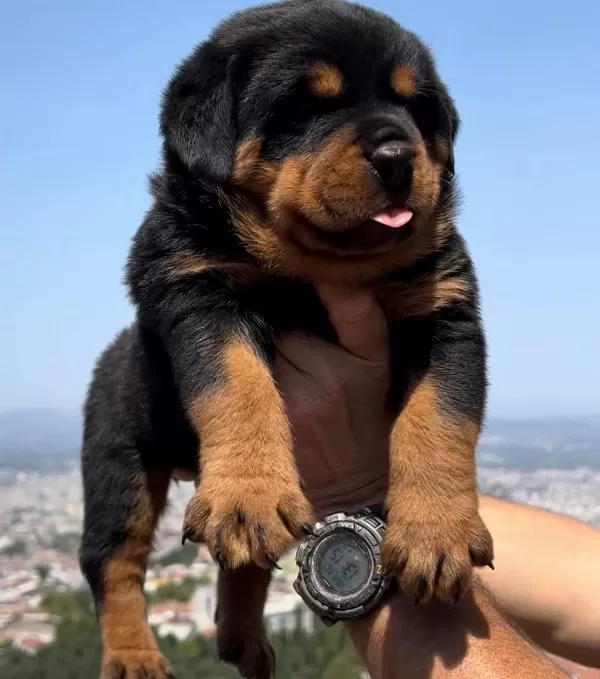 Anatomi Harikası Ust Kalite Rottweiler Yavrular