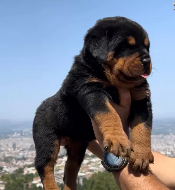Anatomi Harikası Ust Kalite Rottweiler Yavrular