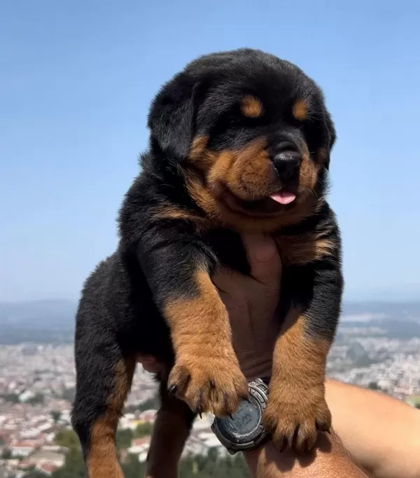 Anatomi Harikası Ust Kalite Rottweiler Yavrular