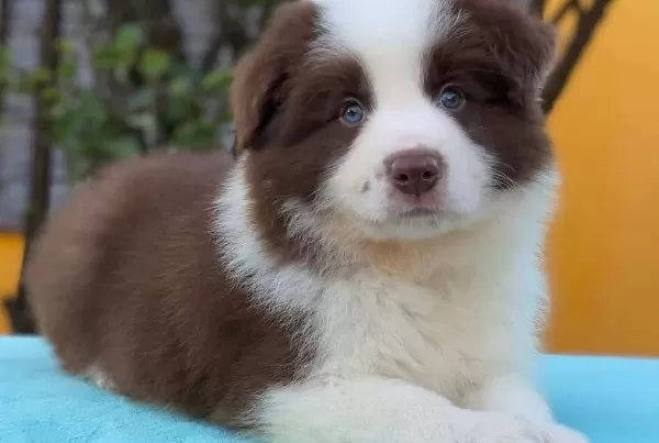 Mukemmel Border Collie Yavrular