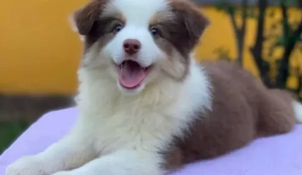 Mukemmel Border Collie Yavrular