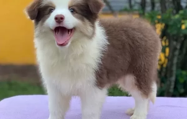 Mukemmel Border Collie Yavrular