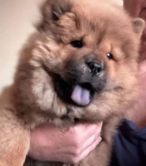 Efsane Kızıl Chow Chow Yavrularımız