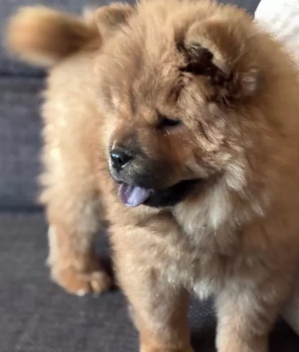 Efsane Kızıl Chow Chow Yavrularımız