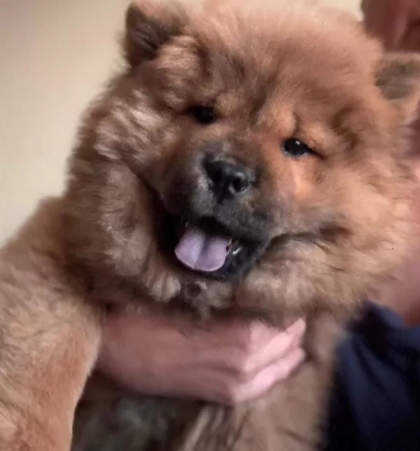 Efsane Kızıl Chow Chow Yavrularımız